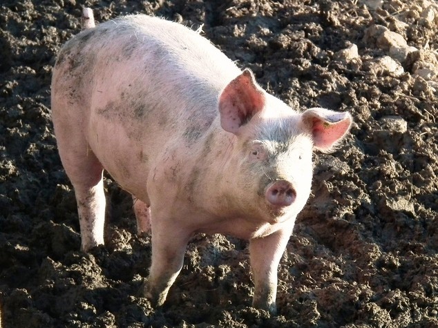 Alimentare: Assica, via libera a export di carni suine in Cina