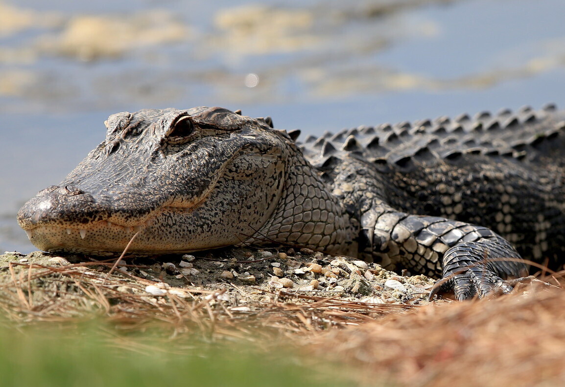 Scoperto un coccodrillo triassico, bipede e senza denti
