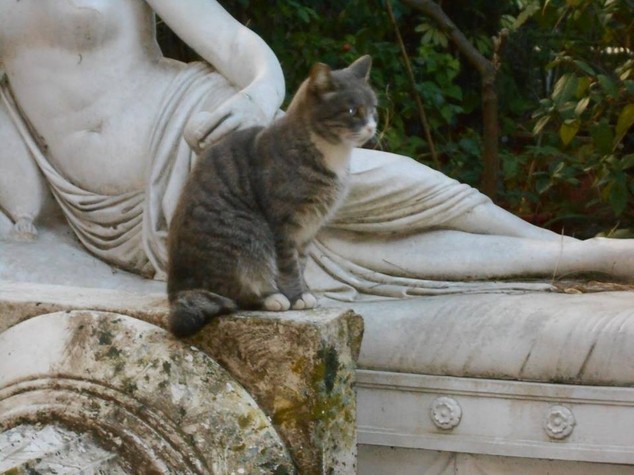 Un carico da 270 chili di cibo per i gatti di Cinecitta'