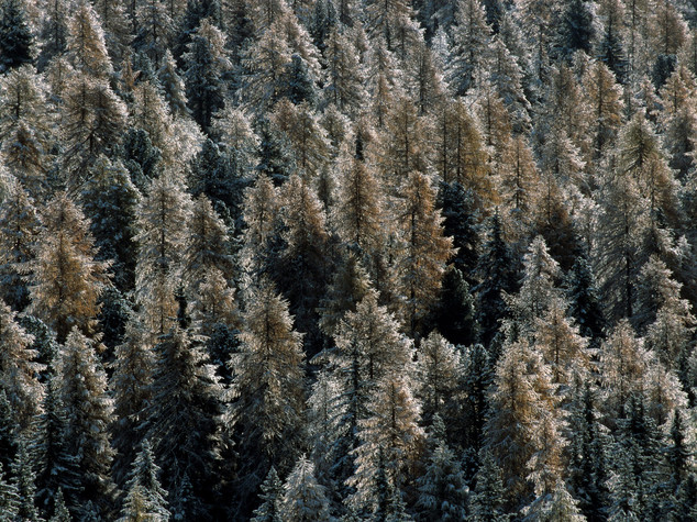Foreste: Crea, patrimonio da valorizzare con la gestione attiva