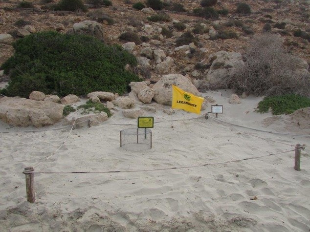 Ambiente: tartaruga marina torna a deporre a Lampedusa, 101 uova