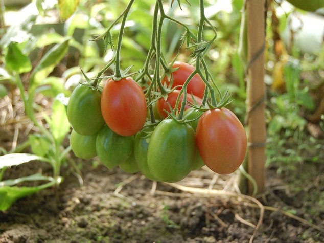 Nei pomodori una sostanza che fa da "scudo" contro raggi Uv