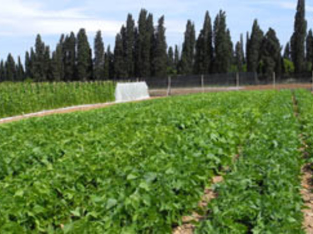 Agricoltura: Sardegna, on line bando "Terra ai giovani"