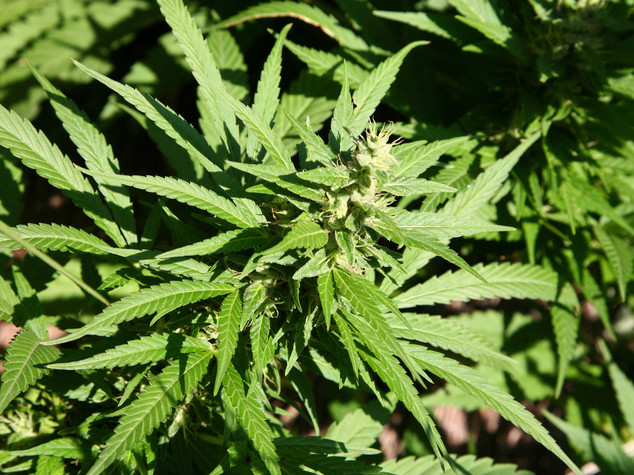 Droga: cocaina e hascisc nel bagno, chiuso Bingo a Pescara