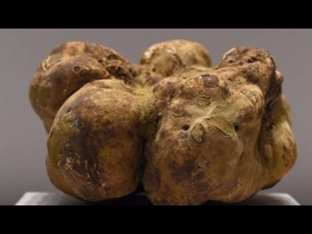 New York: asta 'flop' per tartufo bianco piu' grande del mondo