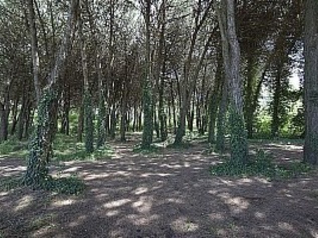 Agricoltura: E.Romagna, 10 mln per la forestazione