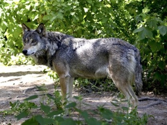 Coldiretti: allarme per presenza lupi su montagne del Torinese