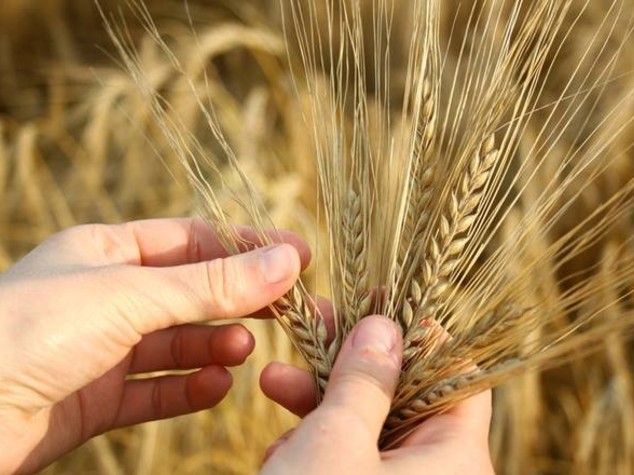 Agricoltura: 30 mila aziende a rischio per crollo prezzi grano