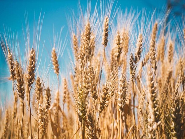 Ricerca: Mipaaf, completata mappatura genoma frumento duro