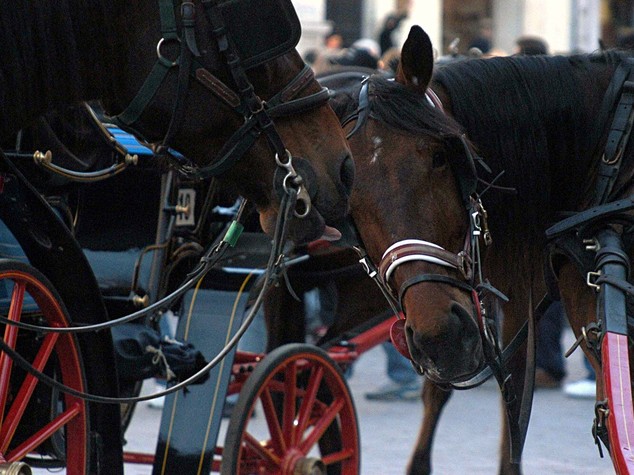 Firenze si mobilita contro uso cavalli su carrozze