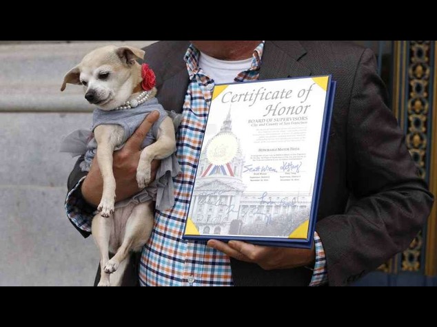 Il chihuahua Frida sindaco di San Francisco per un giorno - Foto