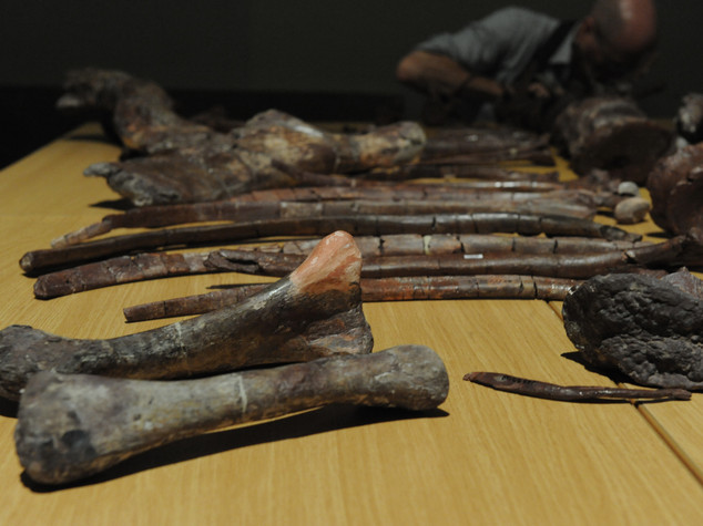 South Africa: dinosaur fossil found yields its secrets