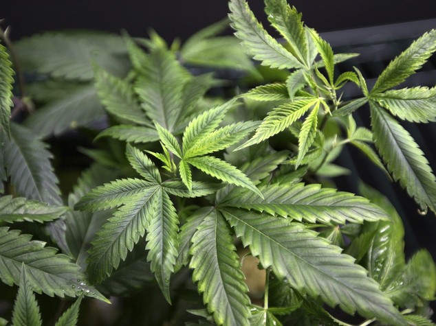 Intercettato gommone con una tonnellata di marijuana