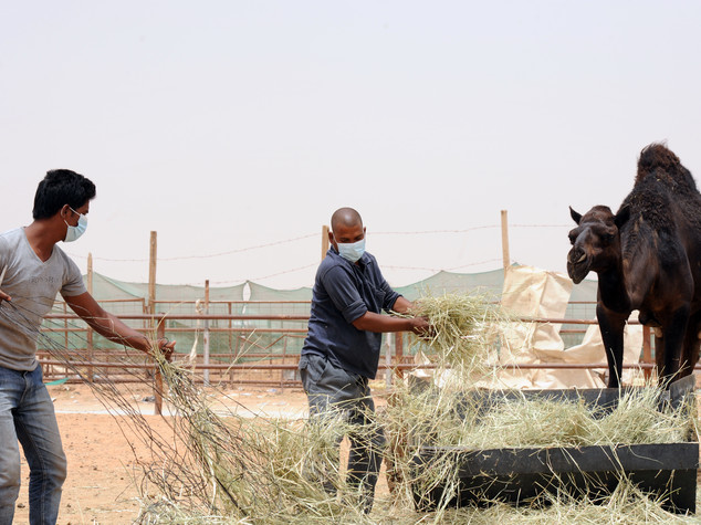 India: hundreds workers from Saudi Arabia to return