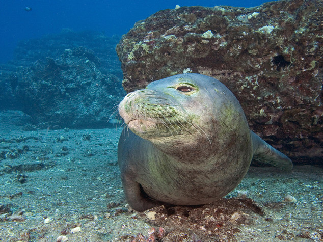 Ambiente: nuovo esemplare di foca monaca alle Egadi