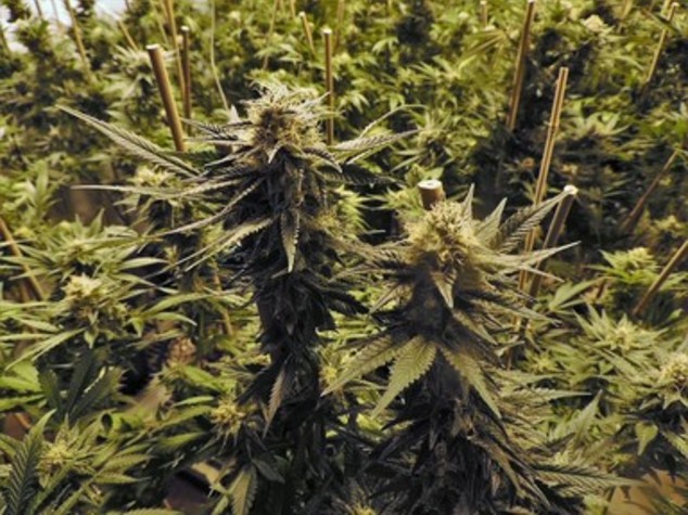 Sequestrate da Gdf Vasto armi e piantagione di cannabis