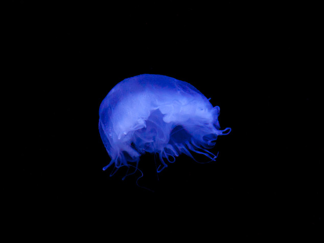 Ambiente: Marevivo, non sprechiamo le meduse, possiamo mangiarle