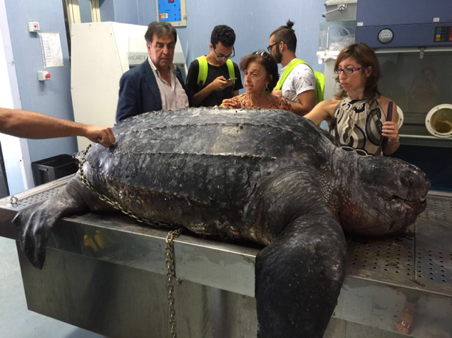 Ambiente: Lampedusa, tartaruga gigante da 250 kg uccisa da reti