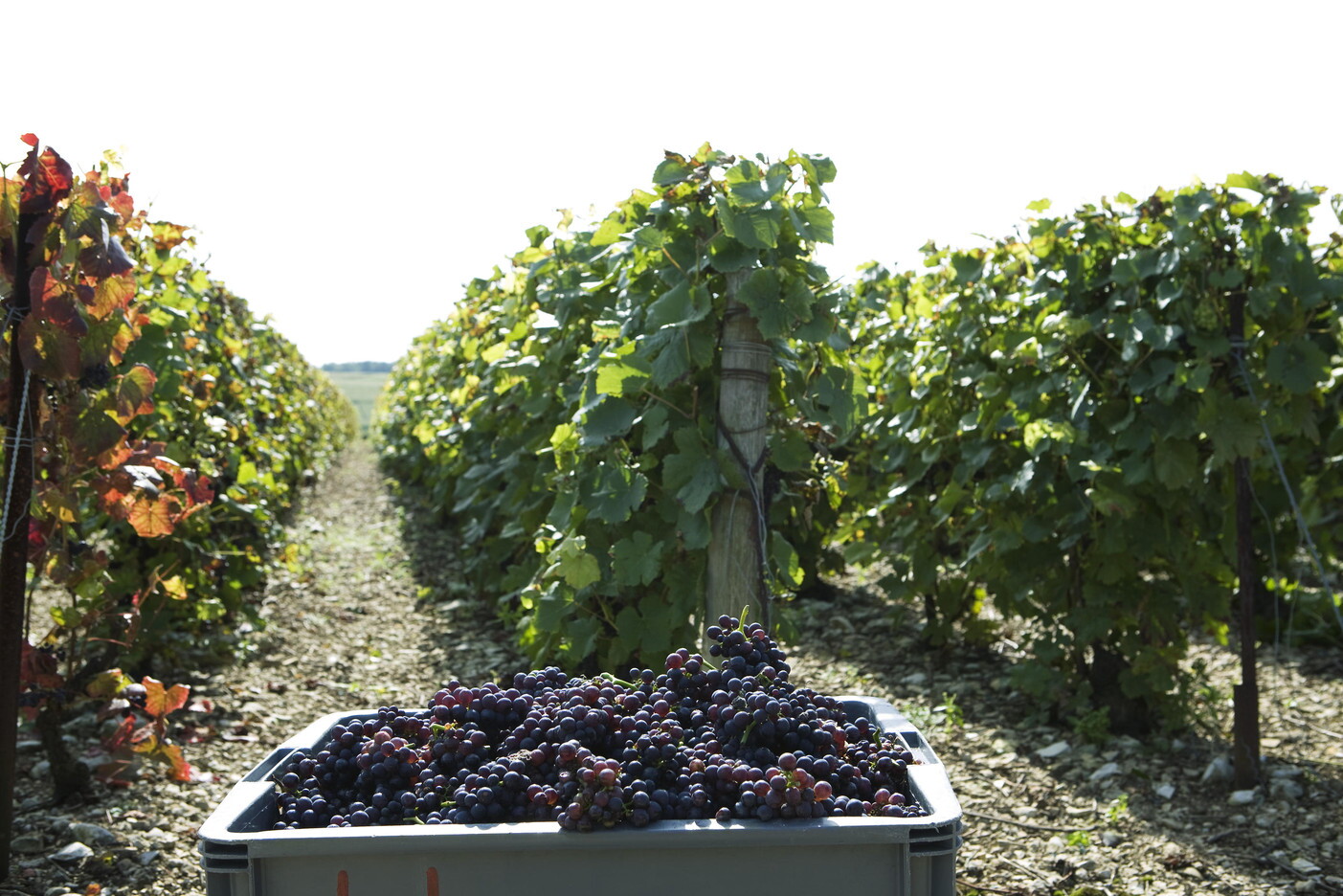 Il caldo anticipa la vendemmia in Europa e mette alla prova il settore