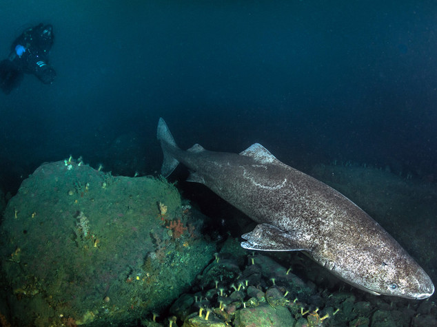 Scienza: squalo Groenlandia animale piu' longevo, vive 400 anni