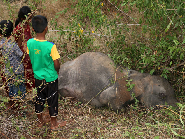 Sri Lanka, treno travolge e uccide quattro elefanti
