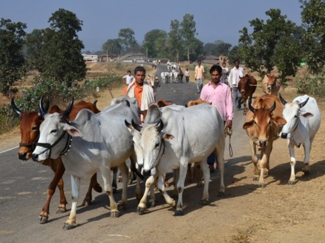 Basta frontali con bovini, in India arrivano corna catarifrangenti