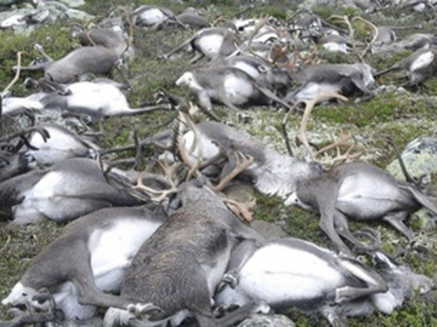 Renne si stringono per il temporale, fulmine ne uccide 300