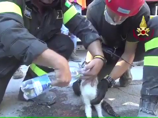 Salvati dal terremoto quasi mille animali