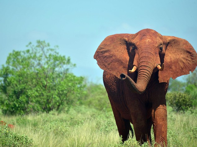 Morto per una foto in Kenya, italiano schiacciato da elefante