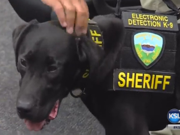 Un porno-cane per la polizia, fiuta i file proibiti