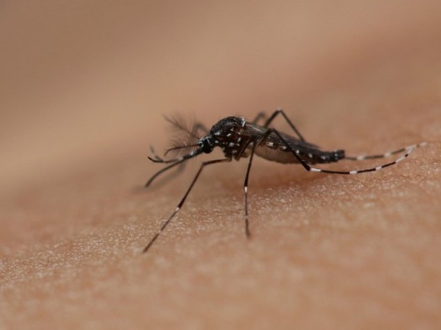 Sanita':caso di Dengue a R.Emilia,persona rientrata da Thailandia