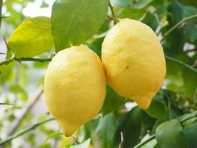 Agricoltura: Coldiretti, i limoni siciliani in via d'estinzione