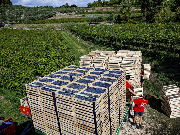 Vendemma ottima, Masi "uve perfette per l'Amarone"