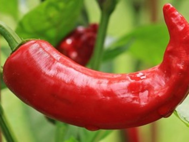Alimentare: a Rieti da giovedi' Fiera campionaria del peperoncino