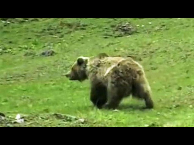 L'orsa Daniza uccisa dall'anestetico. Indignazione in parlamento