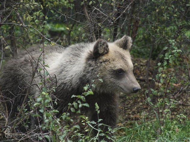 L'orsetta "Morena" deceduta per malattia legata ai denti