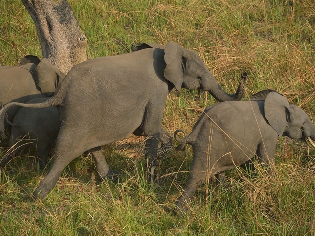 South Africa: rhino poaching in decline but more elephants killed