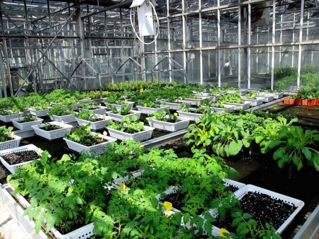 Agricoltura: Agroinnova, nuovi parassiti per cambiamenti clima