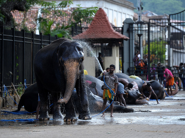 Sri Lanka, lite fra elefanti in un tempio. Muore una donna