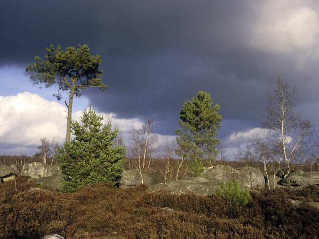 Aereo scarica kerosene su foresta Fontainebleau, polemica in Francia