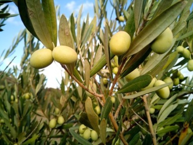 Olio: annata nera per la Sicilia, la produzione crolla del 40%