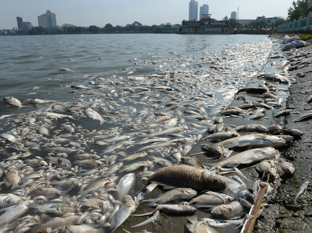 Vietnam: mass fish deaths hit Hanoi's major lake