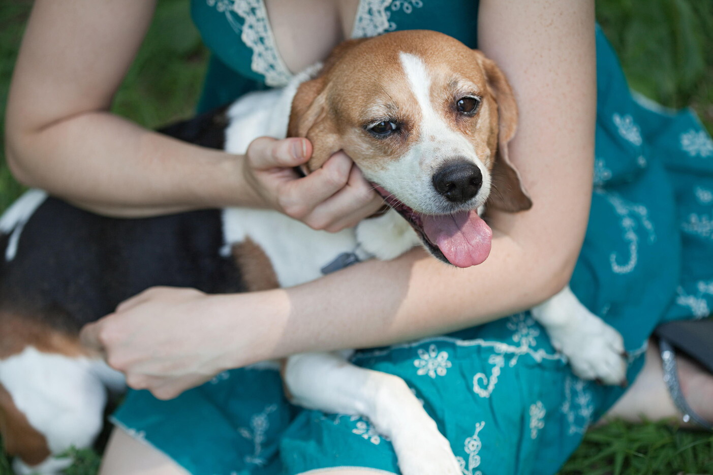 Addio allergia ai cani: con l'editing genetico nascono i primi beagle ipoallergenici