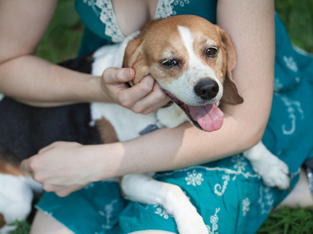 Salute: ad Ancona pet-therapy per combattere il parkinson