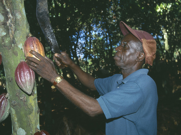Ghana: il cacao futuro per i giovani; Cocobod lancia un progetto