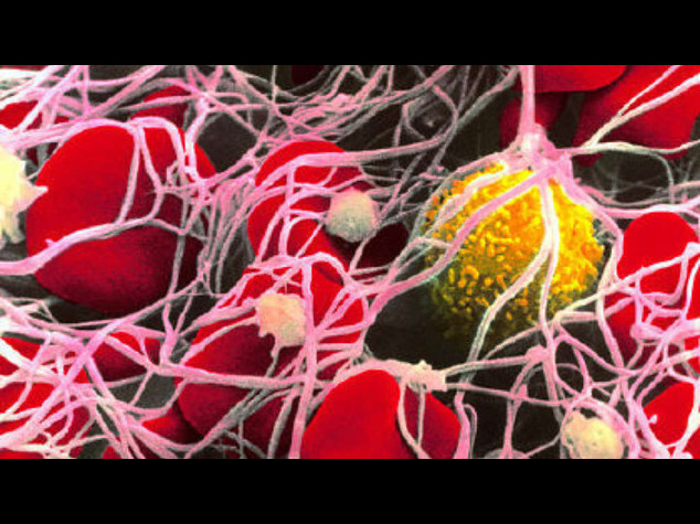 Ricerca: create in laboratorio piastrine umane