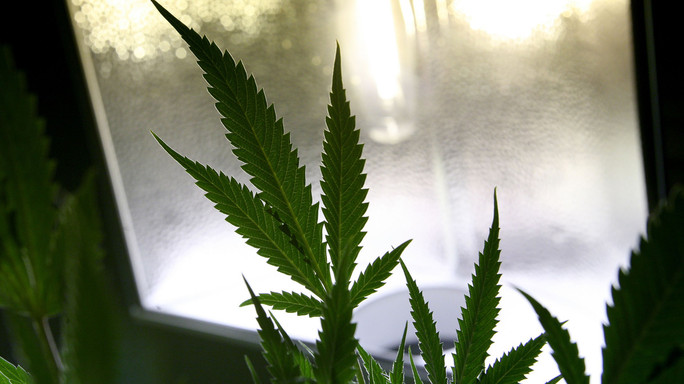 Riparte l'esame della legge sulla cannabis legale. Ecco cosa prevede