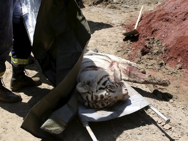 Tigre in fuga dallo zoo allagato, passante sbranato a Tbilisi