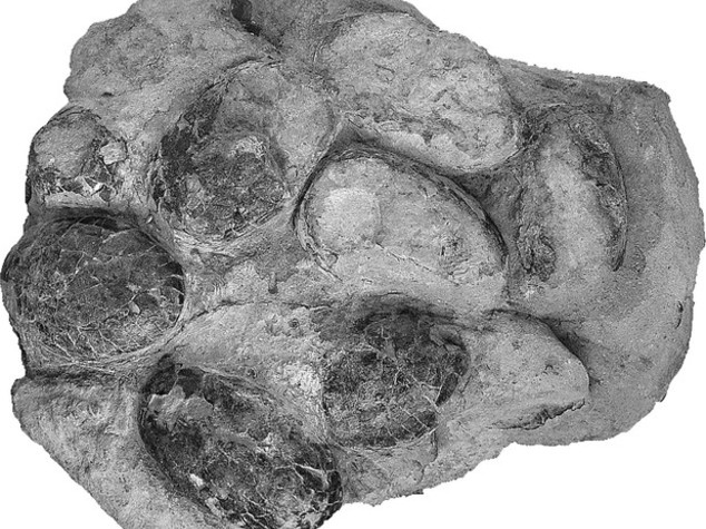 Trovate le uova di coccodrillo più antiche al mondo: hanno 150milioni di anni