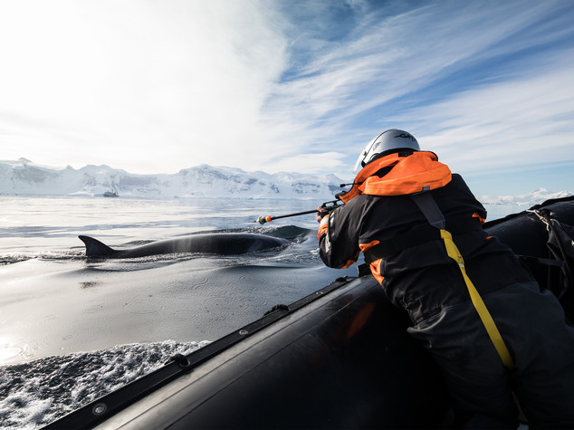 Giappone riprende caccia balene